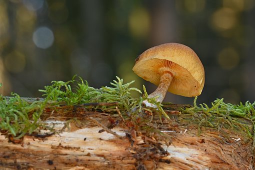 Mushroom supplements for mental clarity